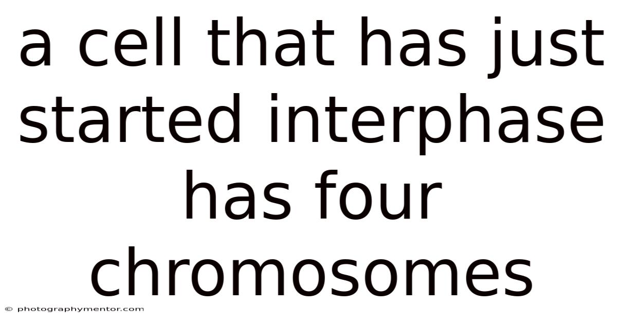 A Cell That Has Just Started Interphase Has Four Chromosomes