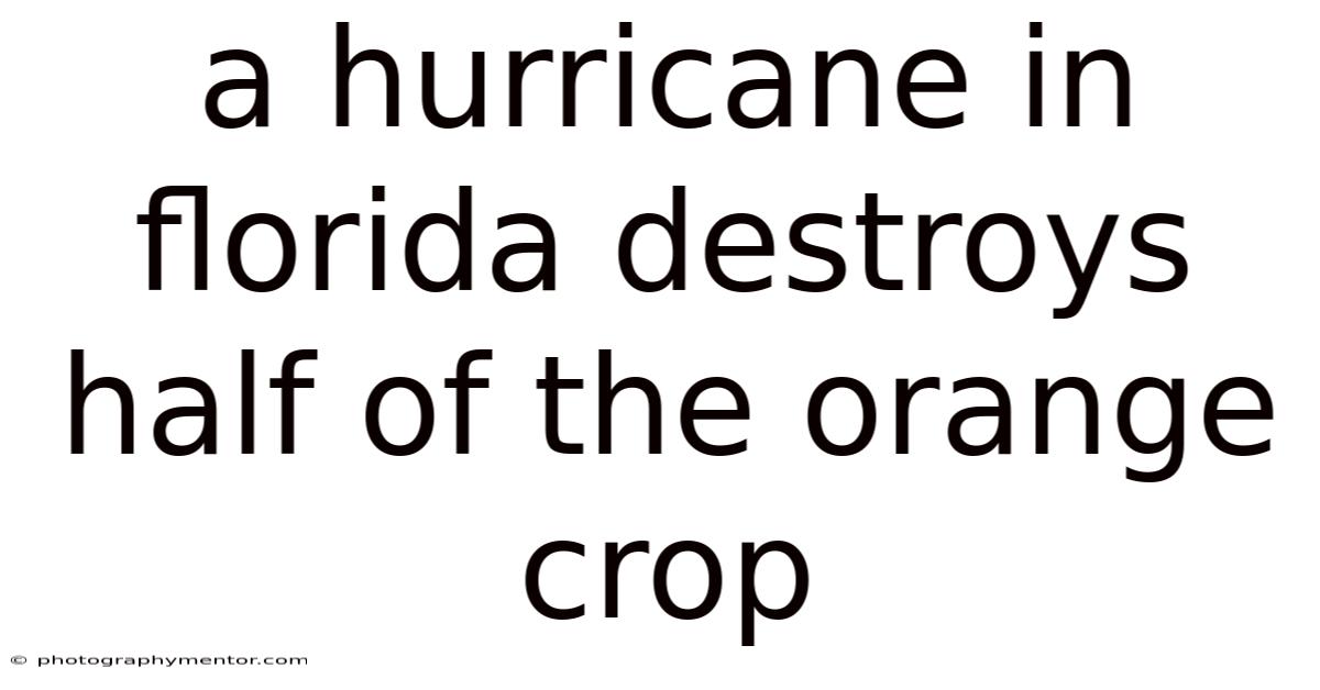 A Hurricane In Florida Destroys Half Of The Orange Crop