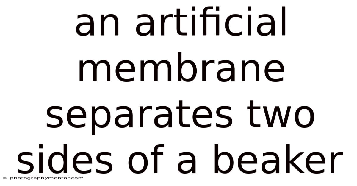 An Artificial Membrane Separates Two Sides Of A Beaker