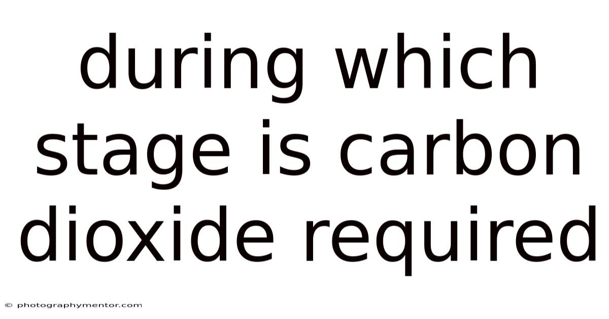 During Which Stage Is Carbon Dioxide Required