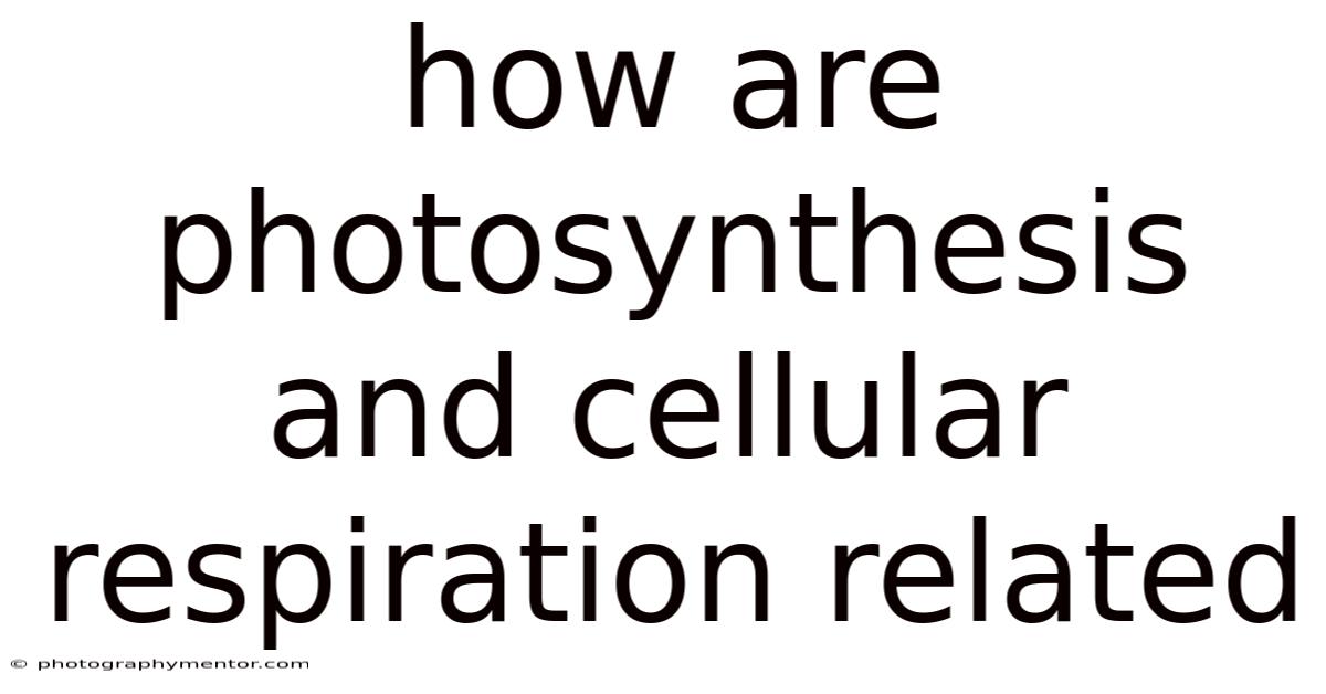 How Are Photosynthesis And Cellular Respiration Related