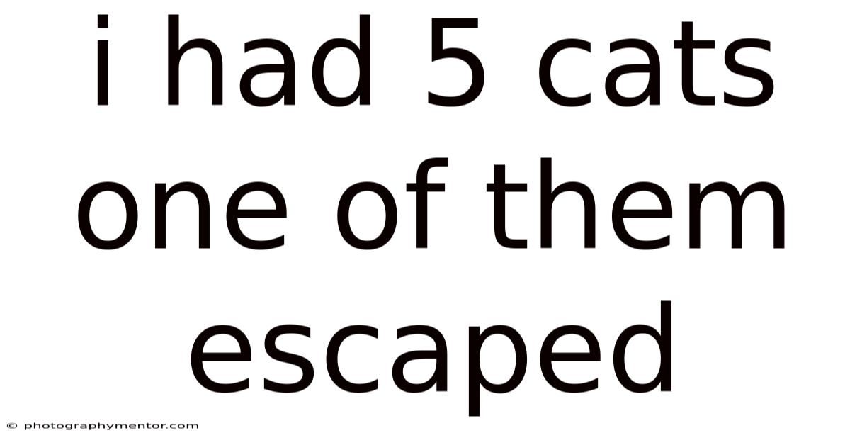I Had 5 Cats One Of Them Escaped