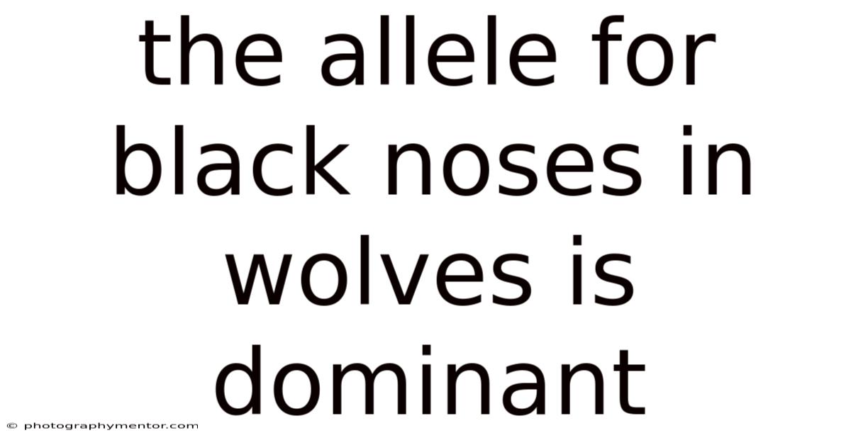 The Allele For Black Noses In Wolves Is Dominant