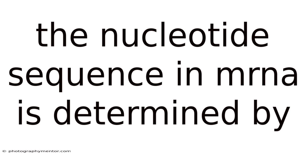 The Nucleotide Sequence In Mrna Is Determined By
